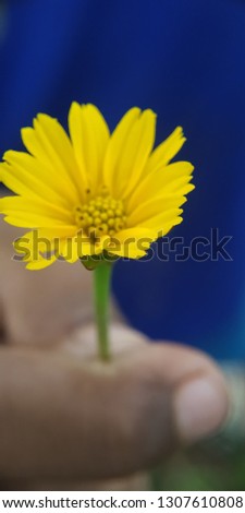 a picture of yellow wildflowers