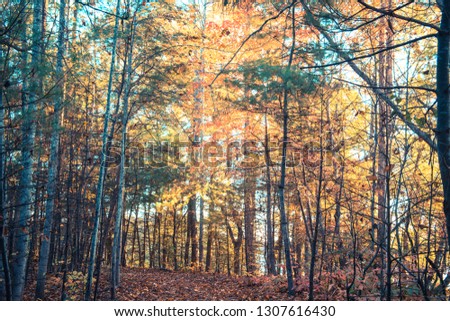 Fall with vibrant trees in North Carolina.