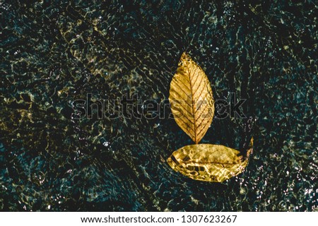 The picture of yellow leaves under the water flowing through Natural concept With copy space