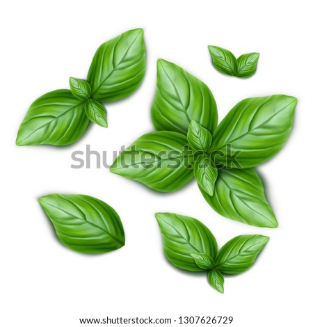 Set of green basil leaves. 3d realistic vector illustration isolated on white background. Royalty-Free Stock Photo #1307626729