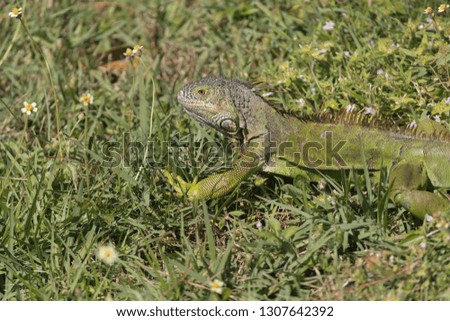A young invasive Green Iguana in a Florida Wetland