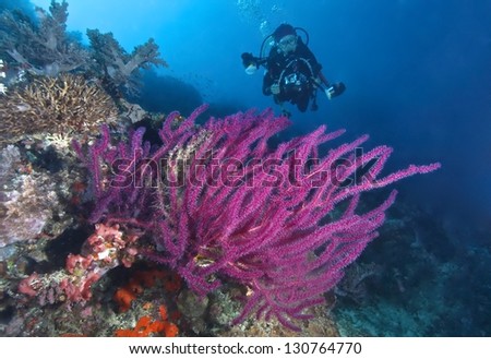 Pink coral with diver background.