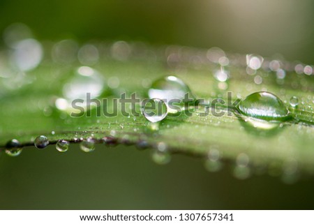 close up to water drop on top of the leaf