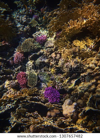 Colorful underwater photo of coral reefs in red sea