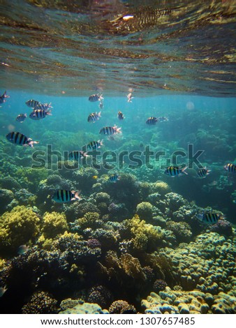 underwater photo of coral reefs with Abudefduf vaigiensis fishes in red sea