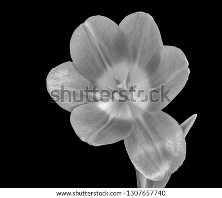 Fine art still life monochrome macro of a single isolated bright glossy open tulip blossom on black background with detailed texture and leaf