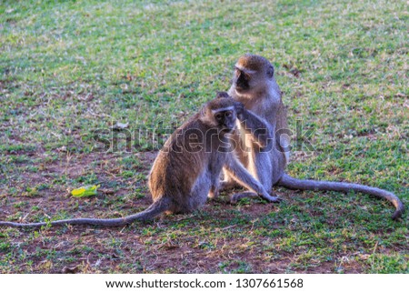 Couple of monkey in Tanzania is grooming in morning sun. Male monkey checking for fleas and ticks in female. 