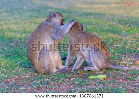Couple of monkey in Tanzania is grooming. Male monkey checking for fleas and ticks in female. 
