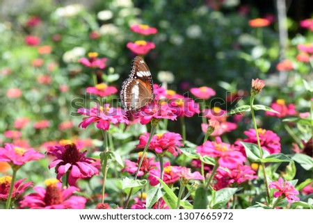 photo of butterfly at top of zinnia flower in the garden