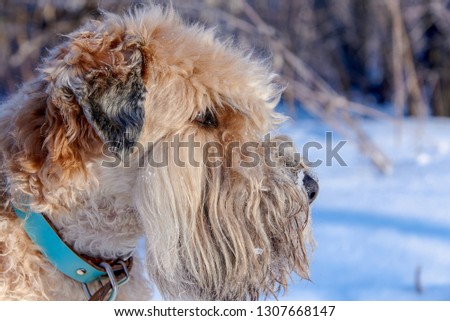 Wheat Irish Terrier in the snow on a winter walk. Dog happy