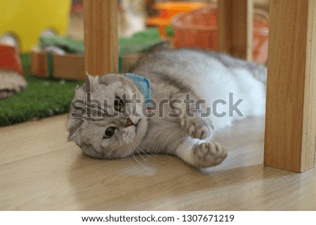 cat - Image - Cute Kitten. Beautiful cat. soft focus. White Cat - Gray - Brown Play in the room