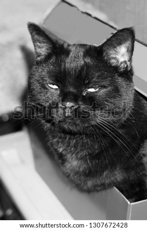 Black British cat in a shoebox in black and white.