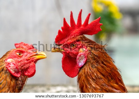 Vietnam rooster head
