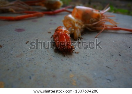 The red ants eating