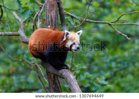 Panda red on a tree
