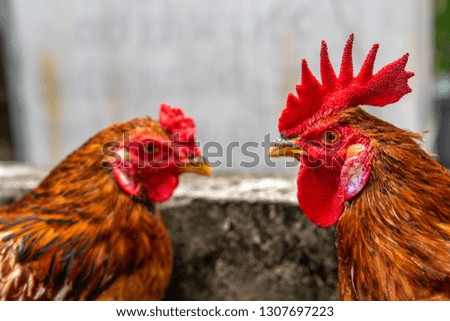 Vietnam rooster head