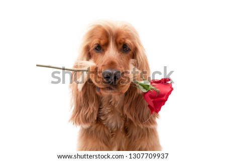 Close up of a golden English Cocker Spaniel holding a single red rose in his mouth isolated against a white background