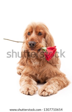 Golden English Cocker Spaniel laying down holding a single red rose in his mouth isolated against a white background