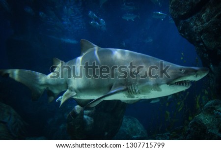 ragged tooth shark picture sea underwater / Sand tiger shark swimming marine life in the ocean