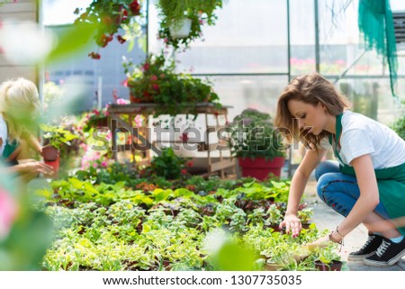 Arranging flowers in greenhouse