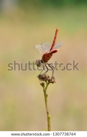 Dragonfly - Collection