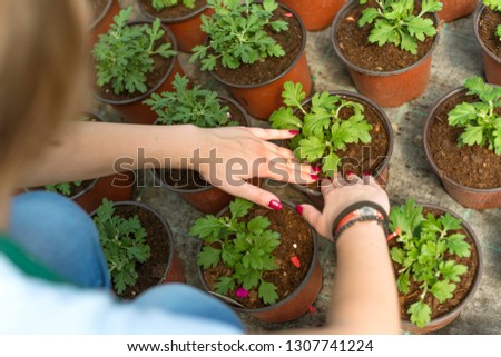 Female hands planting flowers