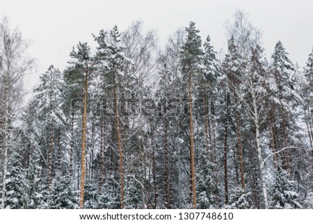 Winter forest. Trees in the snow.