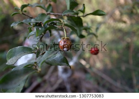 Plant louse on Cherry