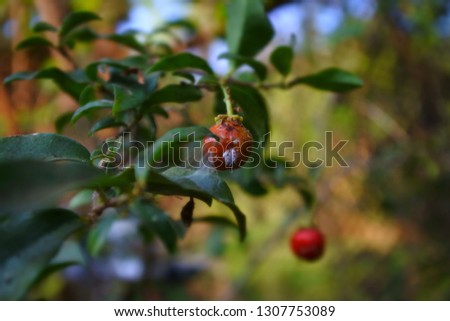 Plant louse on Cherry