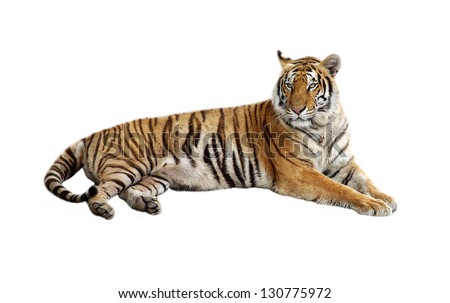 Tiger bengal action,Dangerous animal,Big hunter animal in the forest  and isolated on white background with clipping path.