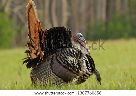 Strutting Turkey Profile