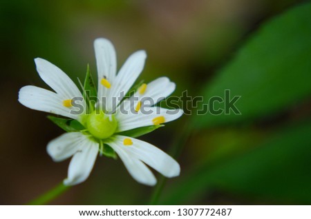 Beautiful white flowers close up