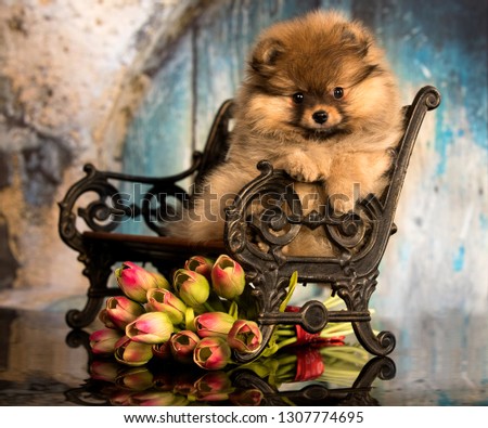 pomeranian spitz and a bouquet of spring tulips