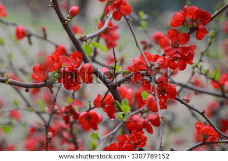 Beautiful red flowers on the branch