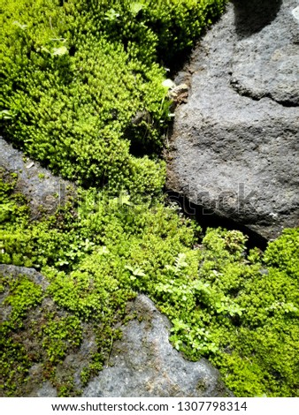 Moss on a foundation stone - green moss - texture