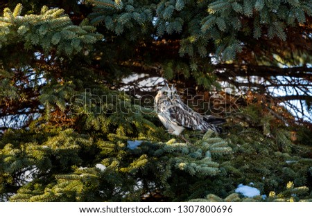 Short eared owl perched on a spruce tree in mid winter, Quebec, Canada.