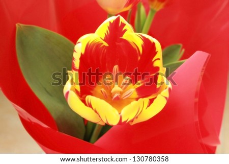 Closeup picture of a colorful tulip in red wrapping paper