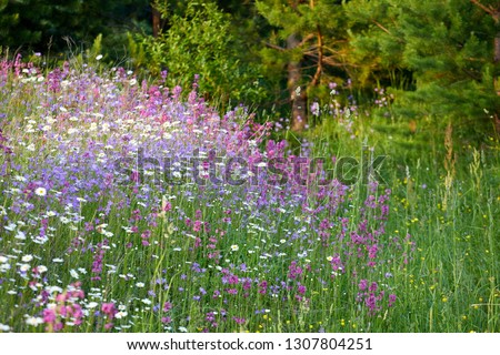 Blooming summer fields of flowers. Bright picture of herbs in summer