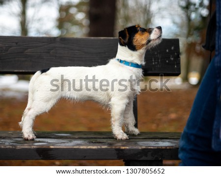 A young small white dog Jack Russell Terrier poses for a picture on a bench in a winter park