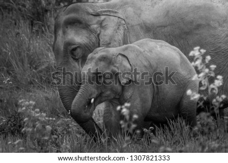 Asian elephants, mother and baby, are walking on fields, Black and White picture