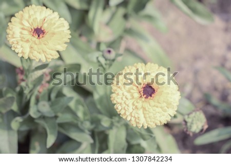 Yellow and orange marigold flowers. Tagetes is a genus or perennial, mostly herbaceous plants in the sunflower family. Blooms naturally in golden, orange, yellow, white colors, with maroon highlights.