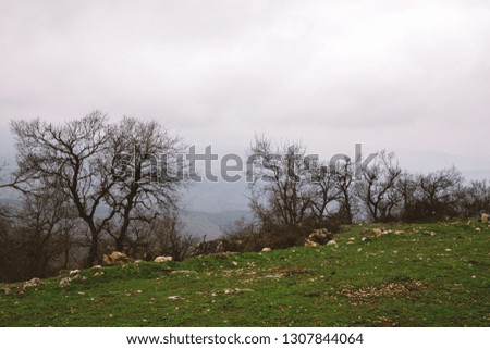 Trees on mountain slope. Cloudy winter day.