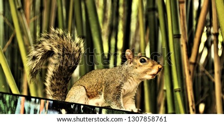 A picture of a Grey Squirrel