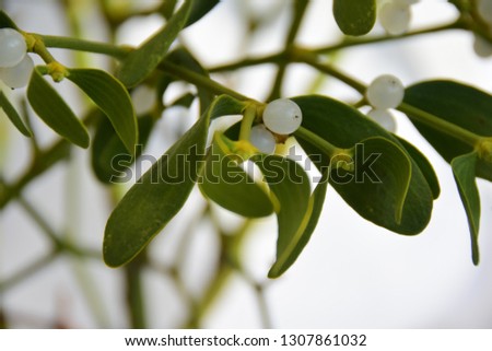 Mistletoe for medicine