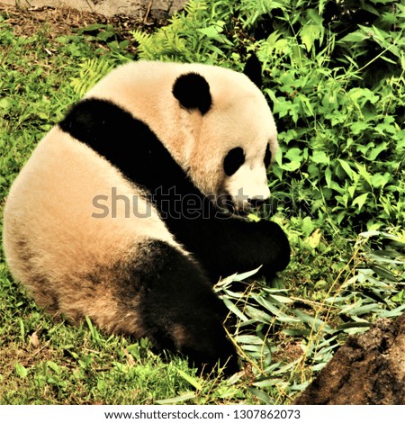A picture of a Panda