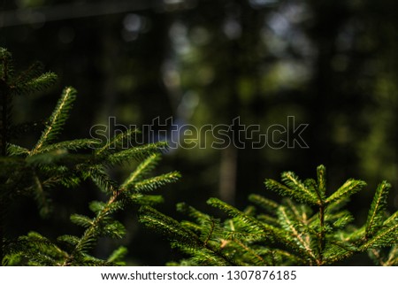 Pine trees and their branches