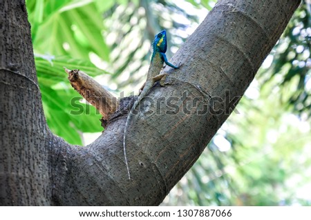Blue crested lizard on a tree. Blurred background selective focus