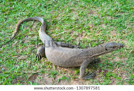 Monitor lizard on green grass