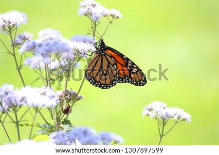 Female Monarch Butterfly Visiting Blue Mist Flower (Native Plant) Photo Royalty-Free Stock Photo #1307897599