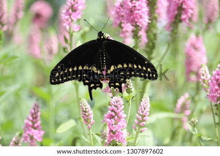 Black Swallowtail Butterfly Visiting Pink Veronica (Speedwell) Flowers Royalty-Free Stock Photo #1307897602